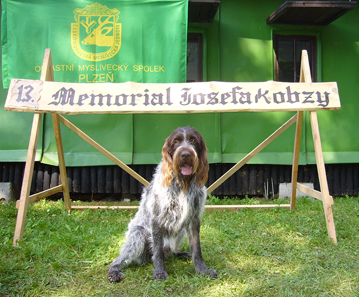 český fousek