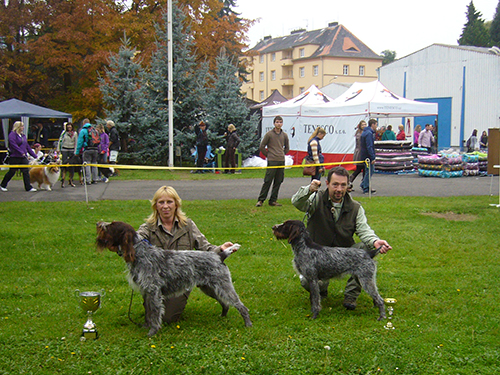 český fousek