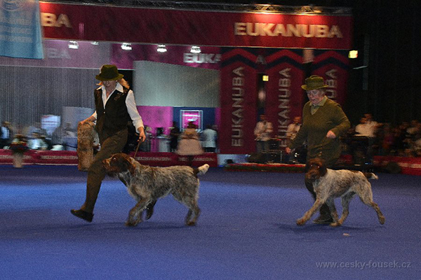 český fousek