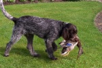 GRIF V.D. PERWABORG