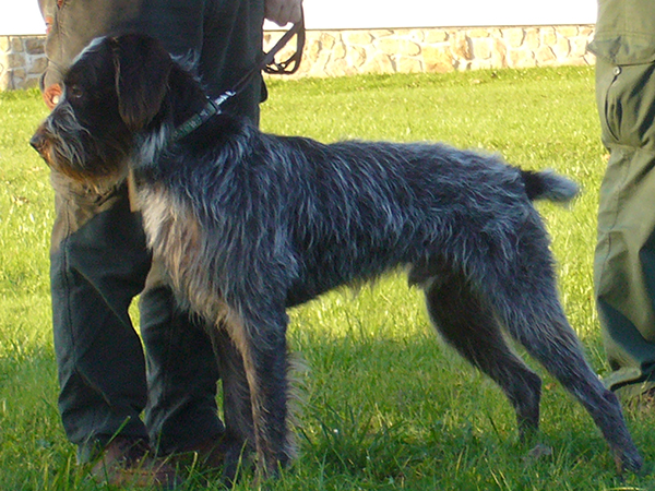 český fousek