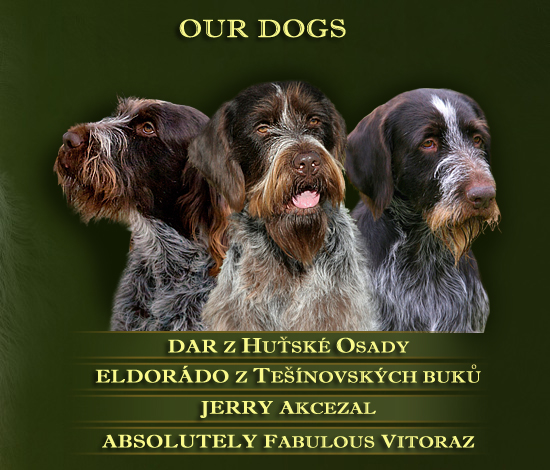 Bohemian wire-haired Pointing Griffons and Dachshund miniature wire-haired - Our dogs